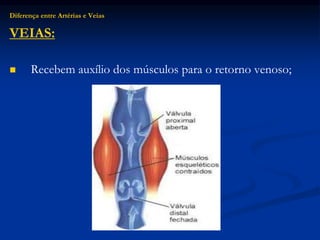 Diferença entre Artérias e Veias
VEIAS:
 Recebem auxílio dos músculos para o retorno venoso;
 