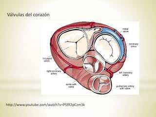 Válvulas del corazón
http://www.youtube.com/watch?v=P5fR2pCzm3k
 