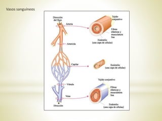 Vasos sanguíneos
 