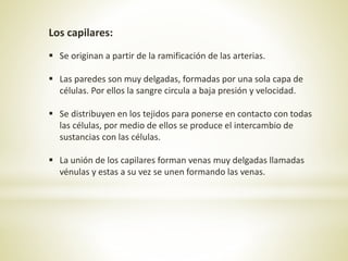 Los capilares:
 Se originan a partir de la ramificación de las arterias.
 Las paredes son muy delgadas, formadas por una sola capa de
células. Por ellos la sangre circula a baja presión y velocidad.
 Se distribuyen en los tejidos para ponerse en contacto con todas
las células, por medio de ellos se produce el intercambio de
sustancias con las células.
 La unión de los capilares forman venas muy delgadas llamadas
vénulas y estas a su vez se unen formando las venas.
 
