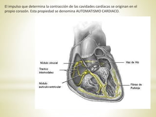 El impulso que determina la contracción de las cavidades cardíacas se originan en el
propio corazón. Esta propiedad se denomina AUTOMATISMO CARDIACO.
 