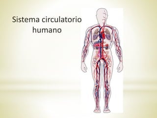 Sistema circulatorio
humano
 