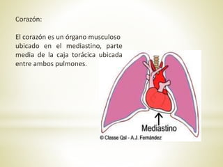 Corazón:
El corazón es un órgano musculoso
ubicado en el mediastino, parte
media de la caja torácica ubicada
entre ambos pulmones.
 
