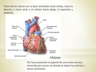 Tiene forma cónica con la base orientada hacia arriba, hacia la
derecha y hacia atrás y el vértice hacia abajo, la izquierda y
adelante.
Por fuera presenta el aspecto de una masa carnosa
recorrida por surcos, en donde se alojan las arterias y
venas coronarias.
 