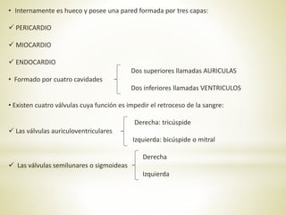 • Internamente es hueco y posee una pared formada por tres capas:
 PERICARDIO
 MIOCARDIO
 ENDOCARDIO
Dos superiores llamadas AURICULAS
• Formado por cuatro cavidades
Dos inferiores llamadas VENTRICULOS
• Existen cuatro válvulas cuya función es impedir el retroceso de la sangre:
Derecha: tricúspide
 Las válvulas auriculoventriculares
Izquierda: bicúspide o mitral
Derecha
 Las válvulas semilunares o sigmoideas
Izquierda
 