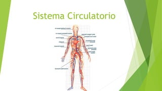Sistema Circulatorio
 