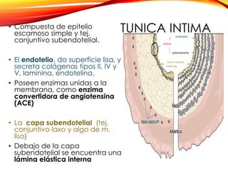 Sistema circulatorio | PPTX