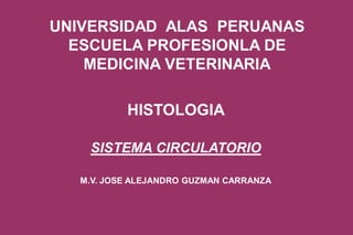 UNIVERSIDAD ALAS PERUANAS
ESCUELA PROFESIONLA DE
MEDICINA VETERINARIA
HISTOLOGIA
SISTEMA CIRCULATORIO
M.V. JOSE ALEJANDRO GUZMAN CARRANZA
 