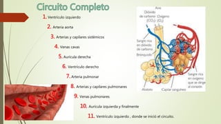 1. Ventrículo izquierdo
2. Arteria aorta
3. Arterias y capilares sistémicos
4. Venas cavas
5. Aurícula derecha
6. Ventrículo derecho
7. Arteria pulmonar
8. Arterias y capilares pulmonares
9. Venas pulmonares
10. Aurícula izquierda y finalmente
11. Ventrículo izquierdo , donde se inició el circuito.
 