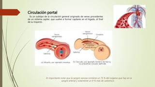 Es importante notar que la sangre venosa contiene un 75 % del oxígeno que hay en la
sangre arterial y solamente un 8 % más de carbónico.
Circulación portal
Es un subtipo de la circulación general originado de venas procedentes
de un sistema capilar, que vuelve a formar capilares en el hígado, al final
de su trayecto.
 