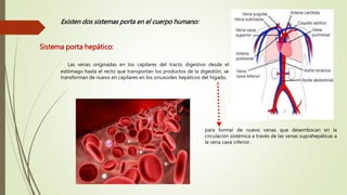 Existen dos sistemas porta en el cuerpo humano:
Sistema porta hepático:
Las venas originadas en los capilares del tracto digestivo desde el
estómago hasta el recto que transportan los productos de la digestión, se
transforman de nuevo en capilares en los sinusoides hepáticos del hígado,
para formar de nuevo venas que desembocan en la
circulación sistémica a través de las venas suprahepáticas a
la vena cava inferior.
 