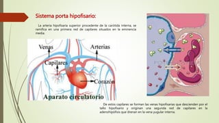 Sistema porta hipofisario:
La arteria hipofisaria superior procedente de la carótida interna, se
ramifica en una primera red de capilares situados en la eminencia
media.
De estos capilares se forman las venas hipofisarias que descienden por el
tallo hipofisario y originan una segunda red de capilares en la
adenohipófisis que drenan en la vena yugular interna.
 