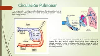 La sangre pobre en oxígeno se bombea desde el corazón, a través de la
arteria pulmonar, a los pulmones y vuelve, oxigenada, al corazón a través
de la vena pulmonar.
La sangre privada de oxígeno procedente de la vena cava superior e
inferior, entra en la aurícula derecha del corazón y fluye a través de la
válvula tricúspide y entra en el ventrículo derecho, desde el cual se
bombea a través de la válvula semilunar pulmonar en la arteria pulmonar
hacia los pulmones.
 
