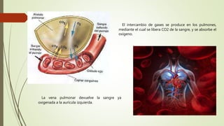 El intercambio de gases se produce en los pulmones,
mediante el cual se libera CO2 de la sangre, y se absorbe el
oxígeno.
La vena pulmonar devuelve la sangre ya
oxigenada a la aurícula izquierda.
 