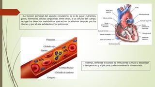 La función principal del aparato circulatorio es la de pasar nutrientes,
gases, hormonas, células sanguíneas, entre otros, a las células del cuerpo,
recoger los desechos metabólicos que se han de eliminar después por los
riñones, y por el aire exhalado en los pulmones.
Además, defiende el cuerpo de infecciones y ayuda a estabilizar
la temperatura y el pH para poder mantener la homeostasis.
 