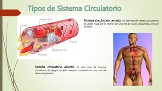 Sistema circulatorio cerrado: En este tipo de sistema circulatorio
la sangre viaja por el interior de una red de vasos sanguíneos, sin salir
de ellos.
Sistema circulatorio abierto: En este tipo de sistema
circulatorio la sangre no está siempre contenida en una red de
vasos sanguíneos.
 