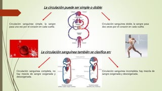 La circulación puede ser simple o doble:
Circulación sanguínea simple, la sangre
pasa una vez por el corazón en cada vuelta.
Circulación sanguínea doble, la sangre pasa
dos veces por el corazón en cada vuelta.
La circulación sanguínea también se clasifica en:
Circulación sanguínea completa, no
hay mezcla de sangre oxigenada y
desoxigenada.
Circulación sanguínea incompleta, hay mezcla de
sangre oxigenada y desoxigenada.
 