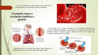 En el ser humano el corazón tiene cuatro cámaras (es
tetracameral) y la circulación es doble y completa.
Circulación mayor o
circulación sistémica o
general.
El recorrido de la sangre comienza en el ventrículo izquierdo del
corazón, cargada de oxígeno, y se extiende por la arteria aorta y sus ramas
arteriales hasta el sistema capilar, donde se forman las venas que
contienen sangre pobre en oxígeno.
Desembocan en una de las dos venas cavas (superior e
inferior) que drenan en la aurícula derecha del corazón.
 