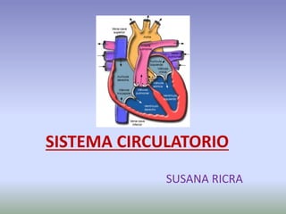 SISTEMA CIRCULATORIO
SUSANA RICRA
 