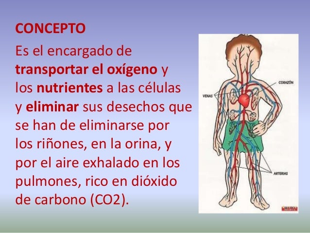 Sistema circulatorio