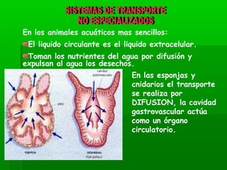 En los animales acuáticos mas sencillos:
El liquido circulante es el liquido extracelular.
Toman los nutrientes del agua por difusión y
expulsan al agua los desechos.
En las esponjas y
cnidarios el transporte
se realiza por
DIFUSION, la cavidad
gastrovascular actúa
como un órgano
circulatorio.
 