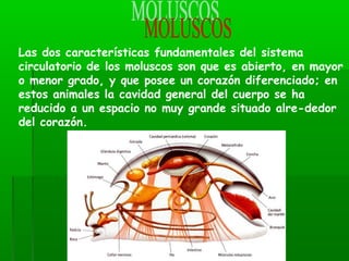 Las dos características fundamentales del sistema
circulatorio de los moluscos son que es abierto, en mayor
o menor grado, y que posee un corazón diferenciado; en
estos animales la cavidad general del cuerpo se ha
reducido a un espacio no muy grande situado alre­dedor
del corazón.
 