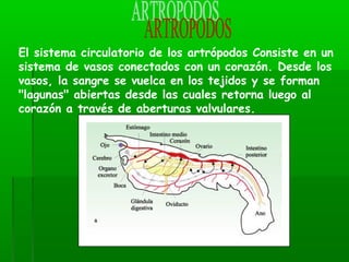 El sistema circulatorio de los artrópodos Consiste en un
sistema de vasos conectados con un corazón. Desde los
vasos, la sangre se vuelca en los tejidos y se forman
"lagunas" abiertas desde las cuales retorna luego al
corazón a través de aberturas valvulares.
 