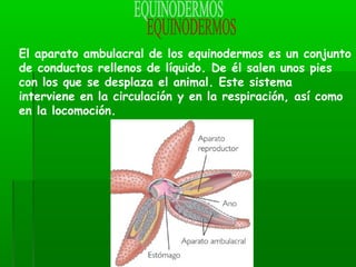 El aparato ambulacral de los equinodermos es un conjunto
de conductos rellenos de líquido. De él salen unos pies
con los que se desplaza el animal. Este sistema
interviene en la circulación y en la respiración, así como
en la locomoción.
 