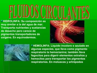HIDROLINFA: Su composición es
muy similar a la del agua de mar.
Transporta nutrientes y sustancias
de desecho pero carece de
pigmentos transportadores de
oxígeno. En equinodermos.
HEMOLINFA: Liquido incoloro o azulado en
algunas especies, que lleva como pigmento
respiratorio la hemocianina; también lleva
fagocitos para digerir elementos extraños y
hemocitos para transportar los pigmentos
respiratorios. En moluscos y artrópodos
 