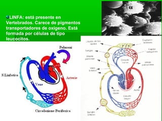 LINFA: está presente en
Vertebrados. Carece de pigmentos
transportadores de oxígeno. Está
formada por células de tipo
leucocitos.
 