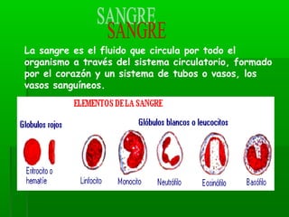 La sangre es el fluido que circula por todo el
organismo a través del sistema circulatorio, formado
por el corazón y un sistema de tubos o vasos, los
vasos sanguíneos.
 