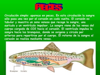 Circulación simple: aparece en peces. En esta circulación la sangre
sólo pasa una vez por el corazón en cada vuelta. El corazón es
tubular y muestra un seno venoso que recoge la sangre, una
aurícula y un ventrículo impulsor. La sangre viene de las venas del
cuerpo cargada de CO2 hacia el corazón. El ventrículo impulsa la
sangre hacia las branquias, donde se oxigena y circula por
arterias para repartirse por el cuerpo. El retorno de la sangre al
corazón se realiza mediante venas.
 