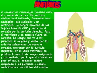 el corazón en renacuajos funciona como
el corazón de un pez. En anfibios
adultos está tabicado, formando tres
cavidades, dos aurículas y un
ventrículo. La sangre proviene de los
tejidos llena de CO2 y entra en el
corazón por la aurícula derecha. Pasa
al ventrículo y se expulsa fuera del
corazón. La sangre que va a los
pulmones se oxigena y vuelve por las
arterias pulmonares de nuevo al
corazón, entrando por la aurícula
izquierda. En el único ventrículo se
produce la mezcla de sangre oxigenada
y carboxilada, por lo que el sistema es
poco eficaz, al bombear sangre
oxigenada a los pulmones y sangre
carboxilada a las células del cuerpo.
 