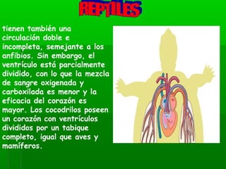 tienen también una
circulación doble e
incompleta, semejante a los
anfibios. Sin embargo, el
ventrículo está parcialmente
dividido, con lo que la mezcla
de sangre oxigenada y
carboxilada es menor y la
eficacia del corazón es
mayor. Los cocodrilos poseen
un corazón con ventrículos
divididos por un tabique
completo, igual que aves y
mamíferos.
 