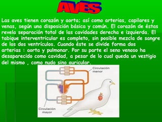 Las aves tienen corazón y aorta; así como arterias, capilares y
venas, según una disposición básica y común. El corazón de éstas
revela separación total de las cavidades derecha e izquierda. El
tabique interventricular es completo, sin posible mezcla de sangre
de los dos ventrículos. Cuando éste se divide forma dos
arterias : aorta y pulmonar. Por su parte el seno venoso ha
desaparecido como cavidad, a pesar de lo cual queda un vestigio
del mismo , como nudo sino auricular.
 