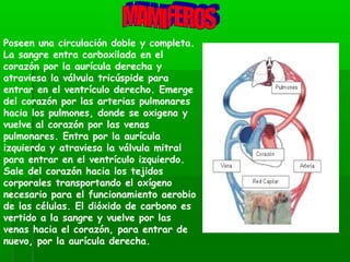Poseen una circulación doble y completa.
La sangre entra carboxilada en el
corazón por la aurícula derecha y
atraviesa la válvula tricúspide para
entrar en el ventrículo derecho. Emerge
del corazón por las arterias pulmonares
hacia los pulmones, donde se oxigena y
vuelve al corazón por las venas
pulmonares. Entra por la aurícula
izquierda y atraviesa la válvula mitral
para entrar en el ventrículo izquierdo.
Sale del corazón hacia los tejidos
corporales transportando el oxígeno
necesario para el funcionamiento aerobio
de las células. El dióxido de carbono es
vertido a la sangre y vuelve por las
venas hacia el corazón, para entrar de
nuevo, por la aurícula derecha.
 