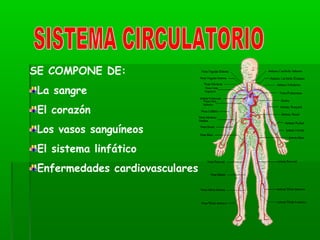 SE COMPONE DE:
La sangre
El corazón
Los vasos sanguíneos
El sistema linfático
Enfermedades cardiovasculares
 