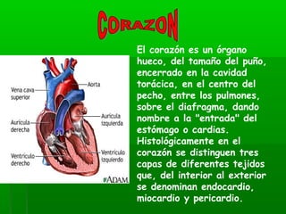 El corazón es un órgano
hueco, del tamaño del puño,
encerrado en la cavidad
torácica, en el centro del
pecho, entre los pulmones,
sobre el diafragma, dando
nombre a la "entrada" del
estómago o cardias.
Histológicamente en el
corazón se distinguen tres
capas de diferentes tejidos
que, del interior al exterior
se denominan endocardio,
miocardio y pericardio.
 