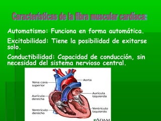 Automatismo: Funciona en forma automática.
Excitabilidad: Tiene la posibilidad de exitarse
solo.
Conductibilidad: Capacidad de conducción, sin
necesidad del sistema nervioso central.
 