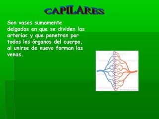 Son vasos sumamente
delgados en que se dividen las
arterias y que penetran por
todos los órganos del cuerpo,
al unirse de nuevo forman las
venas.
 