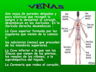 Son vasos de paredes delgadas y
poco elásticas que recogen la
sangre y la devuelven al corazón,
desembocan en las Aurículas. En la
Aurícula derecha desembocan :
La Cava superior formada por las
yugulares que vienen de la cabeza
y
las subclavias (venas) que proceden
de los miembros superiores.
La Cava inferior a la que van las
Ilíacas que vienen de las piernas,
las renales de los riñones, y la
suprahèpatica del hígado.
La Coronaria que rodea el corazón.
 
