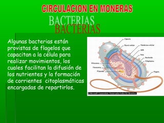 Algunas bacterias están
provistas de flagelos que
capacitan a la célula para
realizar movimientos, los
cuales facilitan la difusión de
los nutrientes y la formación
de corrientes citoplasmáticas
encargadas de repartirlos.
 