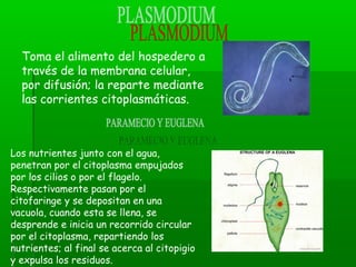 Toma el alimento del hospedero a
través de la membrana celular,
por difusión; la reparte mediante
las corrientes citoplasmáticas.
Los nutrientes junto con el agua,
penetran por el citoplasma empujados
por los cilios o por el flagelo.
Respectivamente pasan por el
citofaringe y se depositan en una
vacuola, cuando esta se llena, se
desprende e inicia un recorrido circular
por el citoplasma, repartiendo los
nutrientes; al final se acerca al citopigio
y expulsa los residuos.
 