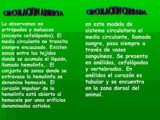 Lo observamos en
artrópodos y moluscos
(excepto cefalópodos). El
medio circulante no transita
siempre encauzado. Existen
zonas entre los tejidos
donde se acumula el líquido,
llamado hemolinfa,. El
conjunto de zonas donde se
extravasa la hemolinfa se
denomina hemocele. El
corazón impulsor de la
hemolinfa está abierto al
hemocele por unos orificios
denominados ostiolos.
en este modelo de
sistema circulatorio el
medio circulante, llamado
sangre, pasa siempre a
través de vasos
sanguíneos. Se presenta
en anélidos, cefalópodos
y vertebrados. En
anélidos el corazón es
tubular y se encuentra
en la zona dorsal del
animal.
 