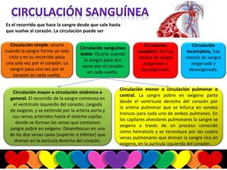 Es el recorrido que hace la sangre desde que sale hasta
que vuelve al corazón. La circulación puede ser
Circulación simple: ocurre
cuando la sangre forma un solo
ciclo y en su recorrido pasa
una sola vez por el corazón. La
sangre pasa una vez por el
corazón en cada vuelta.
Circulación sanguínea
doble: Ocurre cuando
la sangre pasa dos
veces por el corazón
en cada vuelta.
Circulación
completa: No hay
mezcla de sangre
oxigenada y
desoxigenada.
Circulación
incompleta, hay
mezcla de sangre
oxigenada y
desoxigenada.
Circulación mayor o circulación sistémica o
general. El recorrido de la sangre comienza en
el ventrículo izquierdo del corazón, cargada
de oxígeno, y se extiende por la arteria aorta y
sus ramas arteriales hasta el sistema capilar,
donde se forman las venas que contienen
sangre pobre en oxígeno. Desembocan en una
de las dos venas cavas (superior e inferior) que
drenan en la aurícula derecha del corazón.
Circulación menor o circulación pulmonar o
central. La sangre pobre en oxígeno parte
desde el ventrículo derecho del corazón por
la arteria pulmonar que se bifurca en sendos
troncos para cada uno de ambos pulmones. En
los capilares alveolares pulmonares la sangre se
oxigena a través de un proceso conocido
como hematosis y se reconduce por las cuatro
venas pulmonares que drenan la sangre rica en
oxígeno, en la aurícula izquierda del corazón.
 