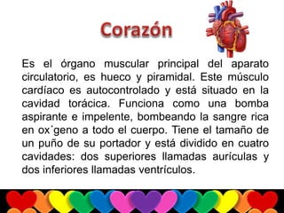 Es el órgano muscular principal del aparato
circulatorio, es hueco y piramidal. Este músculo
cardíaco es autocontrolado y está situado en la
cavidad torácica. Funciona como una bomba
aspirante e impelente, bombeando la sangre rica
en ox´geno a todo el cuerpo. Tiene el tamaño de
un puño de su portador y está dividido en cuatro
cavidades: dos superiores llamadas aurículas y
dos inferiores llamadas ventrículos.
 