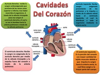 Aurícula Derecha: recibe la
sangre carbooxigenada que
proviene de las venas cavas
superior e inferior, tras haber
recorrido el organismo. A
través de la válvula tricúspide
pasa esa sangre al
ventrículo derecho, el cual a
su vez la bombea hacia la
arteria pulmonar a través de
la válvula pulmonar.
Aurícula Izquierda: Recibe
sangre oxigenada
proveniente de los
pulmones y la impulsa a
través de la válvula mitral
hacia el ventrículo
izquierdo, el cual la
distribuye a todo el
organismo mediante la
arteria aorta
El ventrículo derecho: Recibe
la sangre no oxigenada de la
aurícula derecha por medio
de la válvula tricúspide y la
expulsa fuera del corazón a
través de la arteria
pulmonar.
El ventrículo izquierdo:
Es la porción del corazón
con mayor cantidad de
tejido muscular debido a
que impulsa la sangre
hacia la arteria aorta, la
cual lleva sangre a la
mayor parte del cuerpo.
 