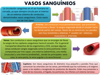 La circulación sanguínea en el ser humano es
cerrada, ya que siempre circula por el interior
de un extenso sistema de conductos
denominados vasos sanguíneos. Estos vasos
son de tres tipos:
Arterias: Son conductos musculomembranosos que presentan
ramificaciones y llevan la sangre oxigenada desde el corazón hacia
las demás partes del cuerpo. Nacen de un ventrículo; sus paredes
son muy resistentes y elásticas. Y pueden ser : elásticas,
musculares y arteriolas
Venas: Son conductos o vasos sanguíneos que se encargan de llevar
la sangre de los capilares sanguíneos hacia el corazón. Por lo general
transportan desechos de los organismos y CO2, aunque algunas
venas conducen sangre oxigenada como la vena pulmonar. Están
compuestas por tres capas: una externa (adventicia), una media
(muscular) y una interna (endotelial)., siendo las principales: vena
cava, la vena porta, la vena yugular y la vena femoral.
Capilares: Son Vasos sanguíneos de diámetro muy pequeño y paredes finas que
comunican las arteriolas con las venas, permitiendo que los nutrientes y el oxígeno
pasen a los tejidos y recogiendo los productos de desecho. Están muy presentes a
nivel de los músculos, el hígado, los pulmones, los riñones y el sistema nervioso.
 