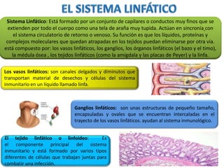 Sistema Linfático: Está formado por un conjunto de capilares o conductos muy finos que se
extienden por todo el cuerpo como una tela de araña muy tupida. Actúan en sincronía con
el sistema circulatorio de retorno o venoso. Su función es que los líquidos, proteínas y
complejos moleculares que quedan atrapadas en los tejidos puedan eliminarse por otra vía.
está compuesto por: los vasos linfáticos, los ganglios, los órganos linfáticos (el bazo y el timo),
la médula ósea , los tejidos linfáticos (como la amígdala y las placas de Peyer) y la linfa.
Los vasos linfáticos: son canales delgados y diminutos que
transportan material de desechos y células del sistema
inmunitario en un líquido llamado linfa.
Ganglios linfáticos: son unas estructuras de pequeño tamaño,
encapsuladas y ovales que se encuentran intercaladas en el
trayecto de los vasos linfáticos. ayudan al sistema inmunológico.
El tejido linfático o linfoideo: Es
el componente principal del sistema
inmunitario y está formado por varios tipos
diferentes de células que trabajan juntas para
combatir una infección.
 
