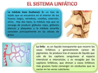 La linfa: es un líquido transparente que recorre los
vasos linfáticos y generalmente carece de
pigmentos. Se produce tras el exceso de líquido que
sale de los capilares sanguíneos al espacio
intersticial o intercelular, y es recogida por los
capilares linfáticos, que drenan a vasos linfáticos
más gruesos hasta converger en conductos que se
vacían en las venas subclavias.
La médula ósea (tuétano): Es un tipo de
tejido que se encuentra en el interior de los
huesos largos, vértebras, costillas, esternón,
otros. Hay dos tipos, la médula roja que se
encarga de producir glóbulos rojos, glóbulos
blancos y plaquetas y la médula amarilla
consisten principalmente en las células de
grasa.
 
